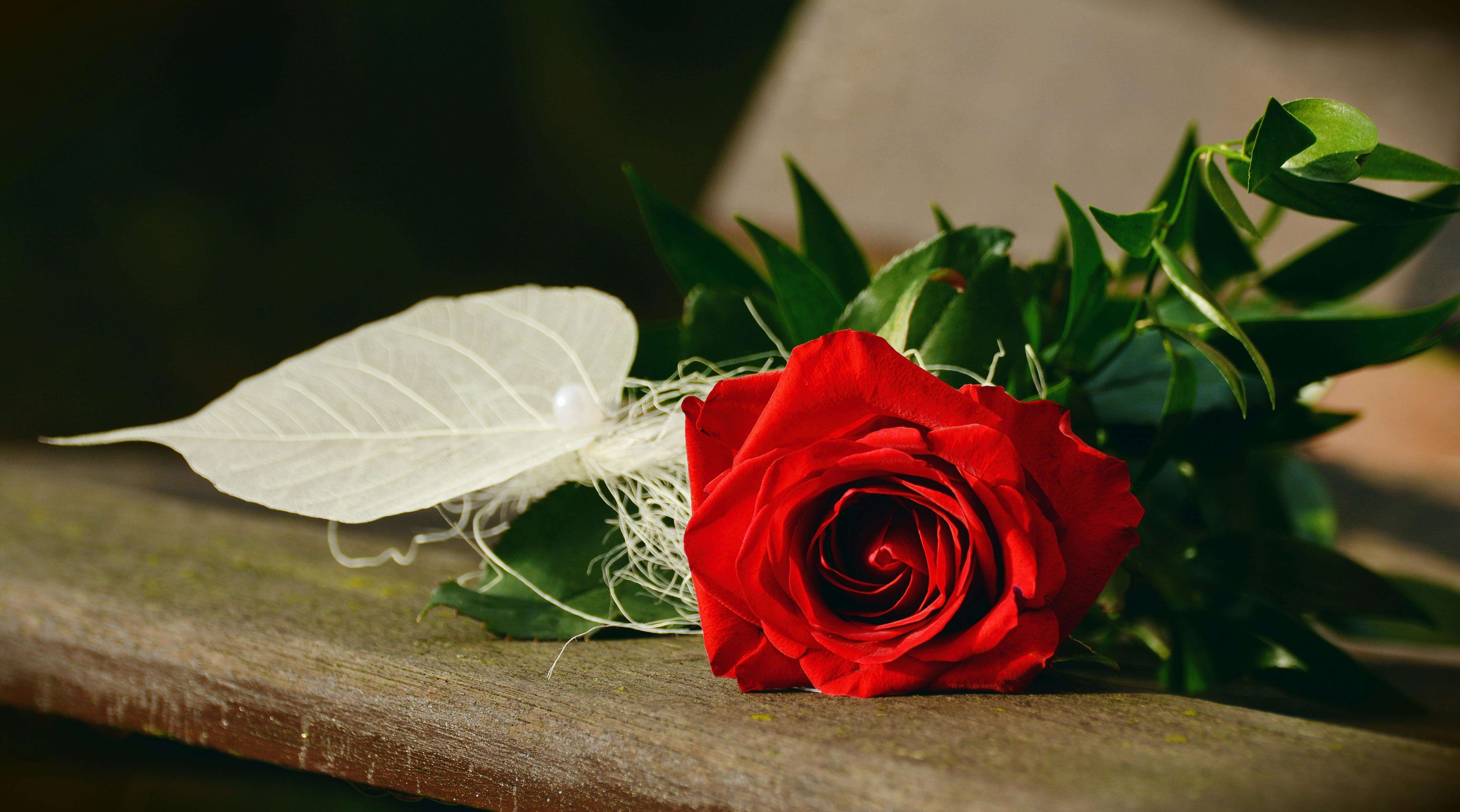 a red rose on a wooden table